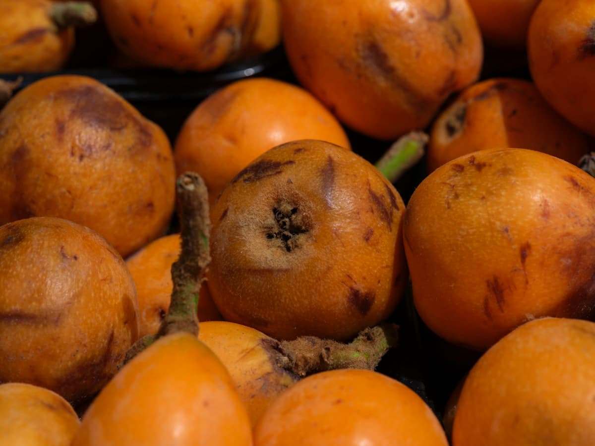 Loquats